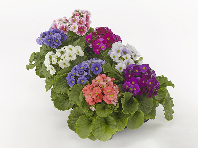Primula obconica Sweet Kisses Amore mixed