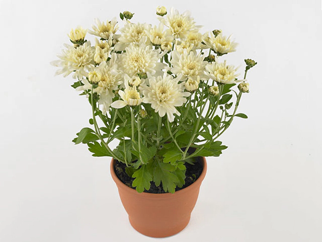 Chrysanthemum (Indicum Grp) Yahou Coco