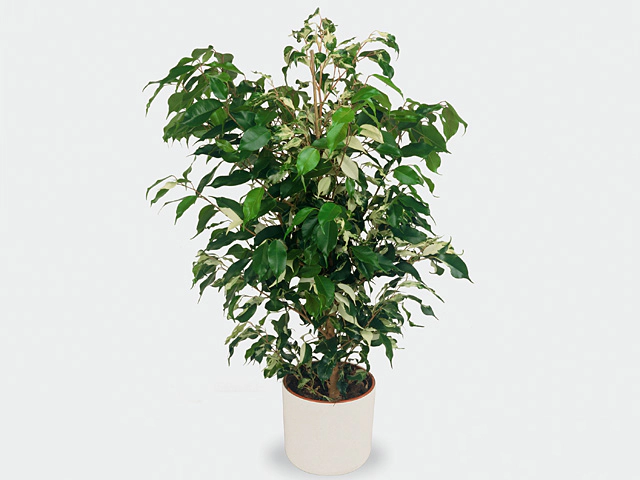 Ficus benjamina Fantasy