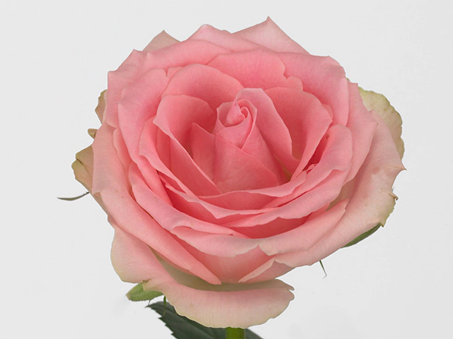 Роза крупноцветковая "Arielle"