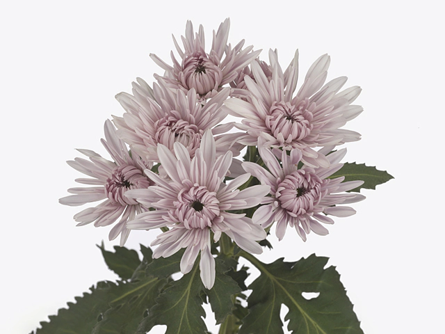 Chrysanthemum (Indicum Grp) spray Pasion Euphoria