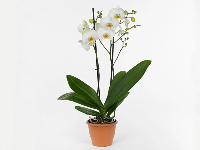 Phalaenopsis 'Mojito'