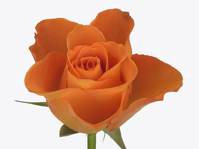 Rosa large flowered Orange Future