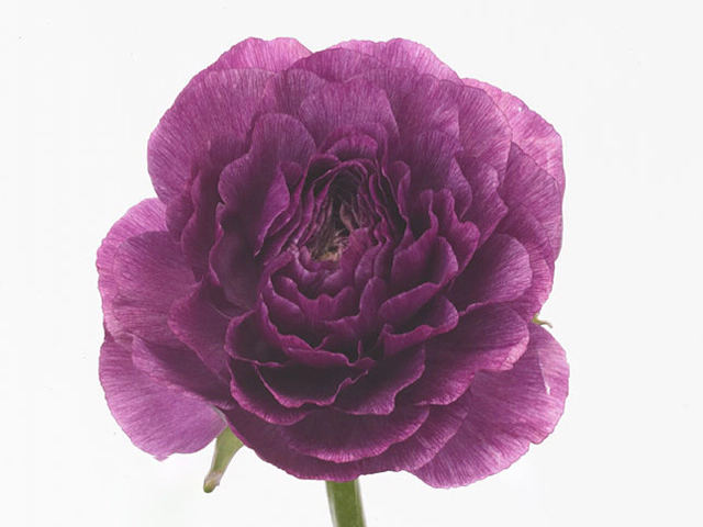 Ranunculus asiaticus 'Elegance Violet'