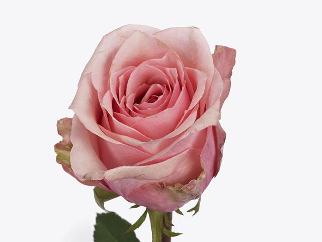 Роза крупноцветковая "Merapi"