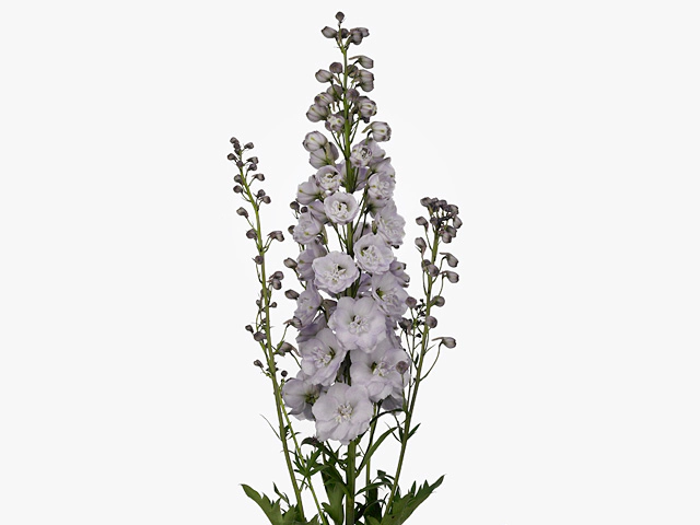 Delphinium (Elatum Grp) double flowerd 'Dewi Blush'
