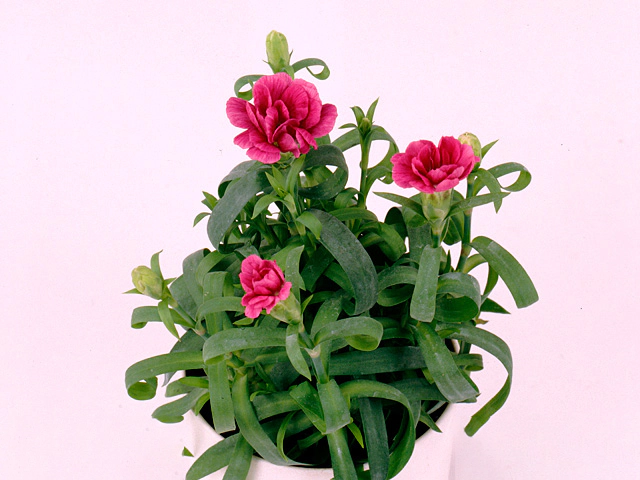 Гвоздика "Paco Lila"