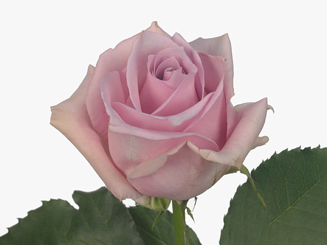 Роза крупноцветковая "Nautica"
