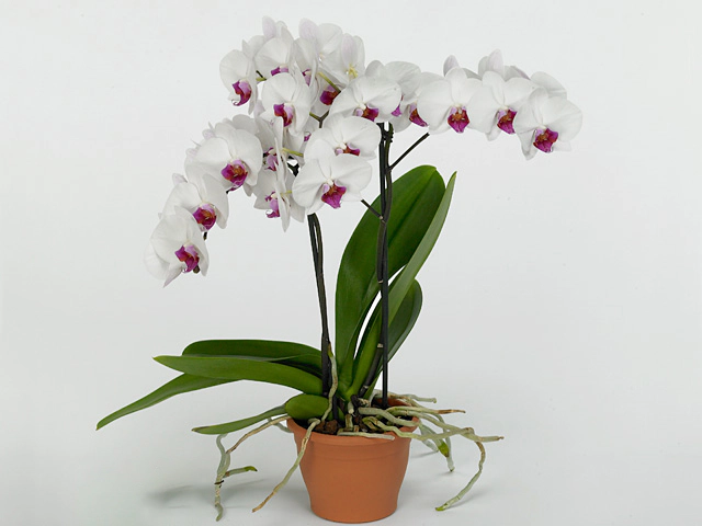 Phalaenopsis Passion 2