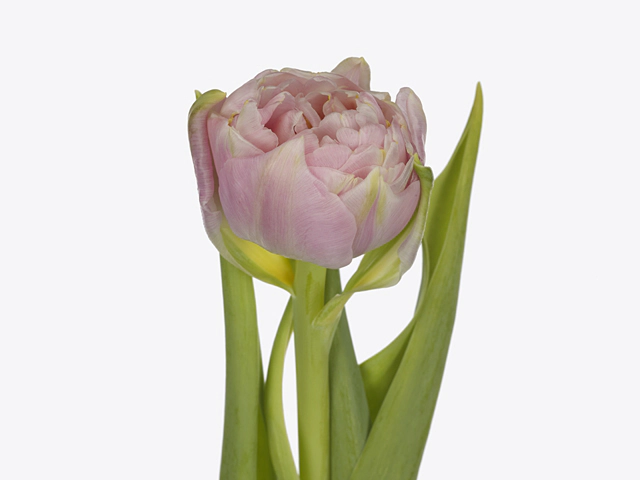 Tulipa (Double Early Grp) 'Pescara'
