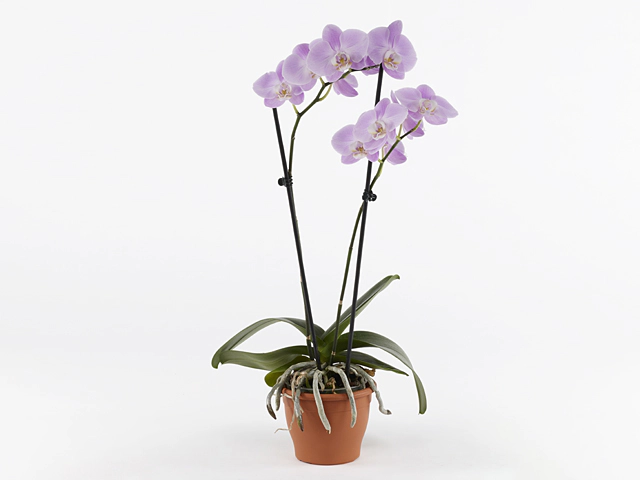 Phalaenopsis Floriclone Funky Love