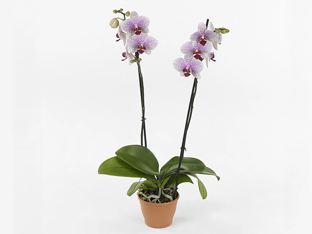 Phalaenopsis 'Gavdos'