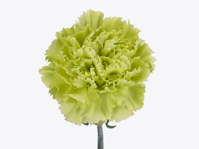 Dianthus standard Green Marty