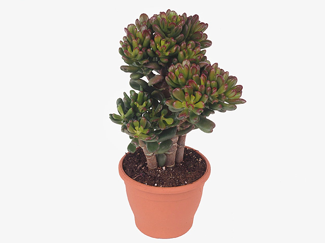 Crassula ovata 'Hobbit'