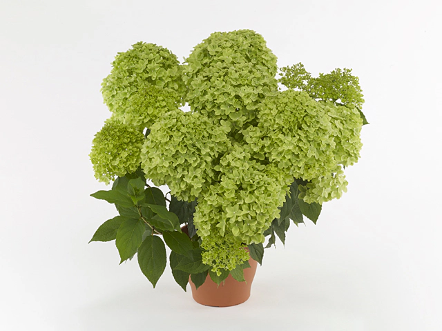 Hydrangea paniculata Pansana