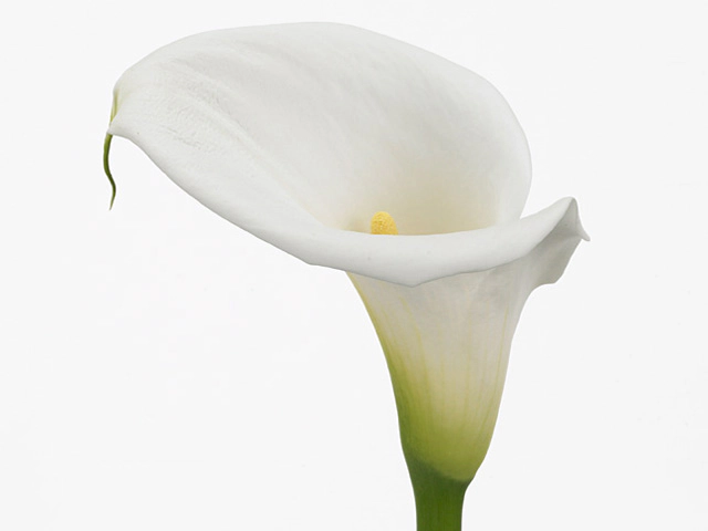 Zantedeschia aethiopica 'Ambiance'