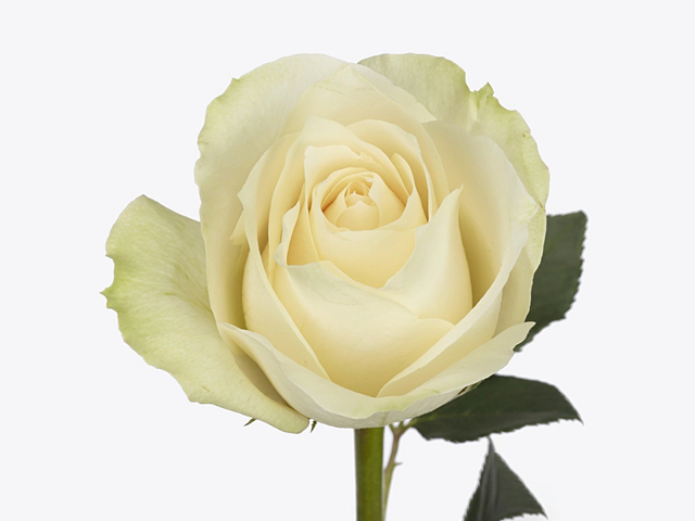 Роза крупноцветковая "Creamit"