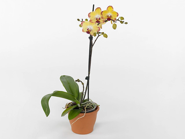 Phalaenopsis Floriclone Breezes