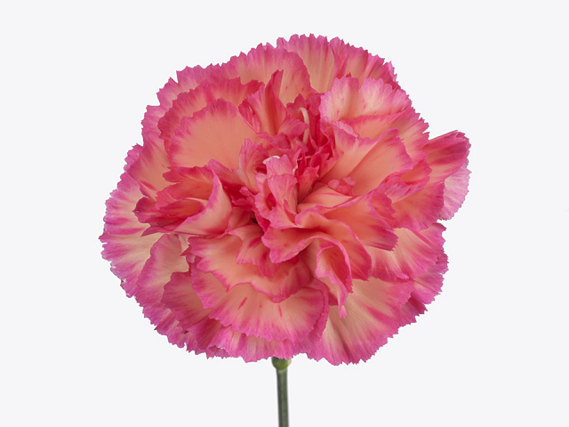 Dianthus standard Jelly