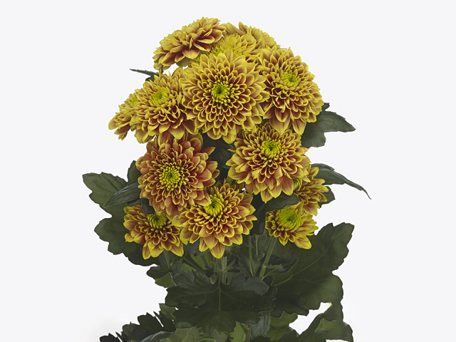 Chrysanthemum (Indicum Grp) spray Tropicana