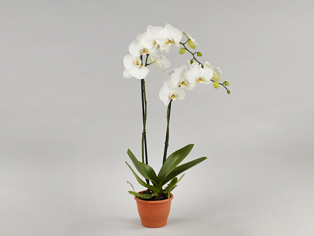 Phalaenopsis 'Sion 3613'