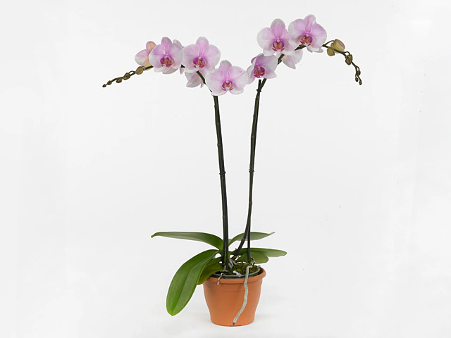 Phalaenopsis Floriclone Eve