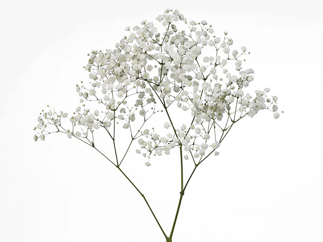 Gypsophila paniculata Magnet