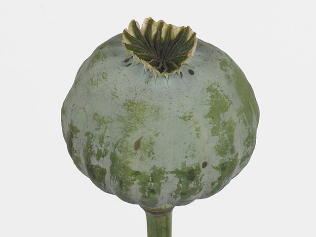 Papaver somniferum 'Xxl' (seedbox)