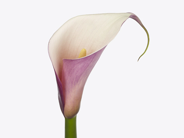 Zantedeschia aethiopica Eydolls Purple White