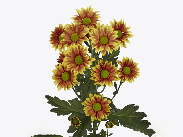 Chrysanthemum (Indicum Grp) spray Haydar Gold