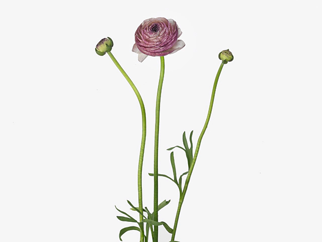 Ranunculus asiaticus 'Elegance Malva'