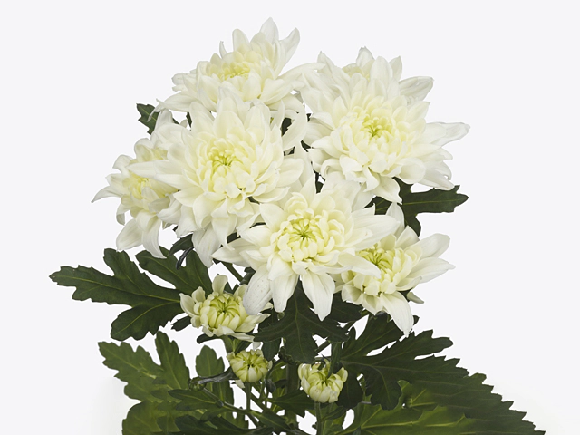 Chrysanthemum (Indicum Grp) spray Esperanza