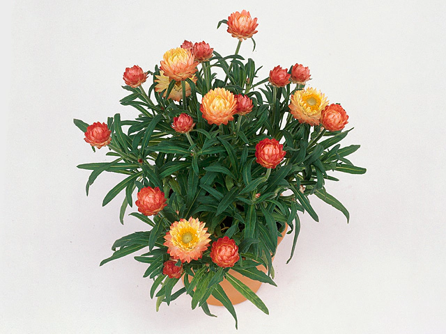 Xerochrysum Dreamtime Antique Shades