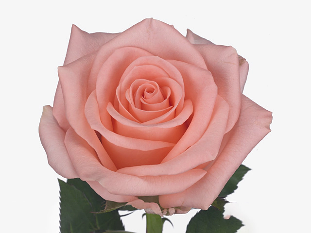 Роза крупноцветковая "Pink Panash"