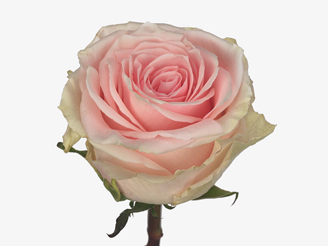 Роза крупноцветковая "Duchesse"