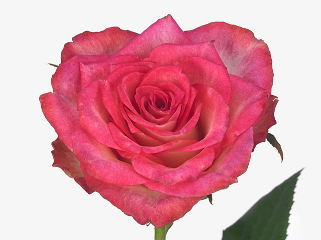 Роза крупноцветковая "Double Date!"
