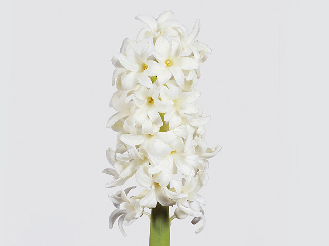 Hyacinthus orientalis 'Carnegie'