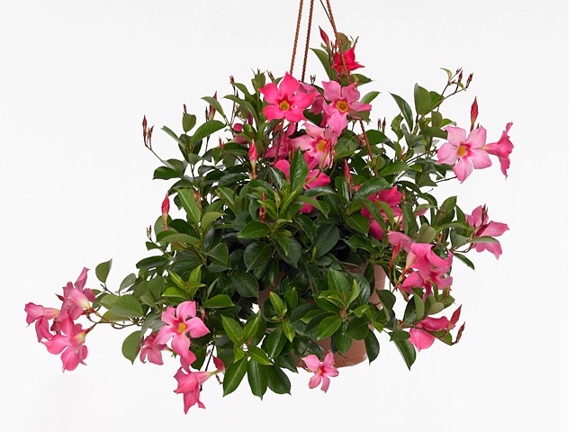 Mandevilla Sundaville Rose Star