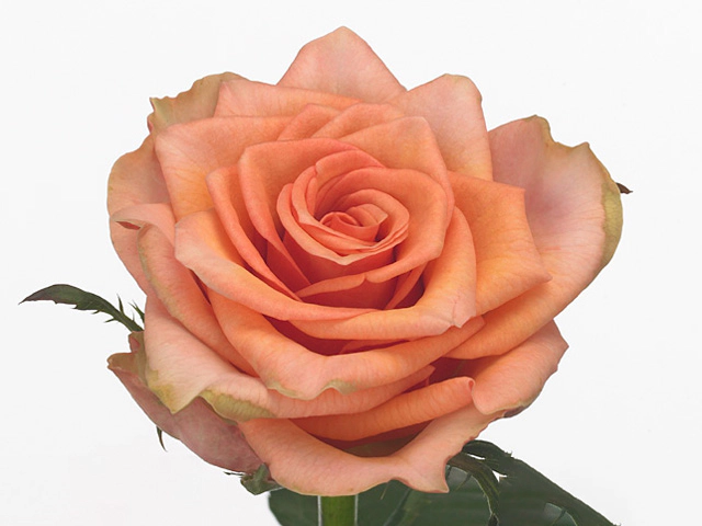 Rosa large flowered Samba Pa Ti