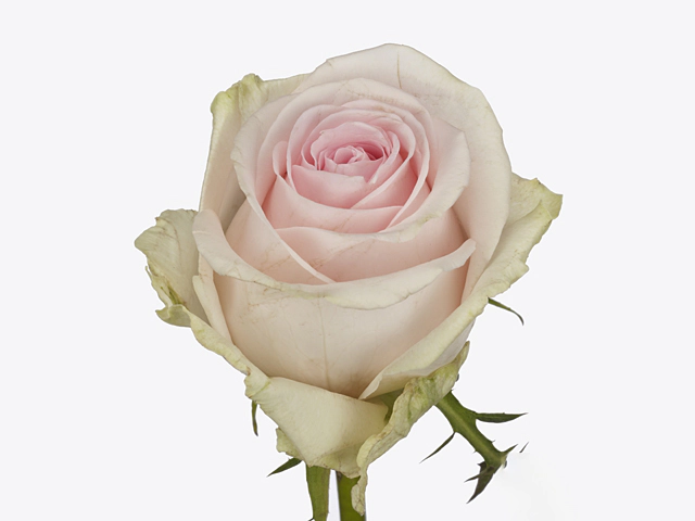 Роза крупноцветковая "Revival Sweet"