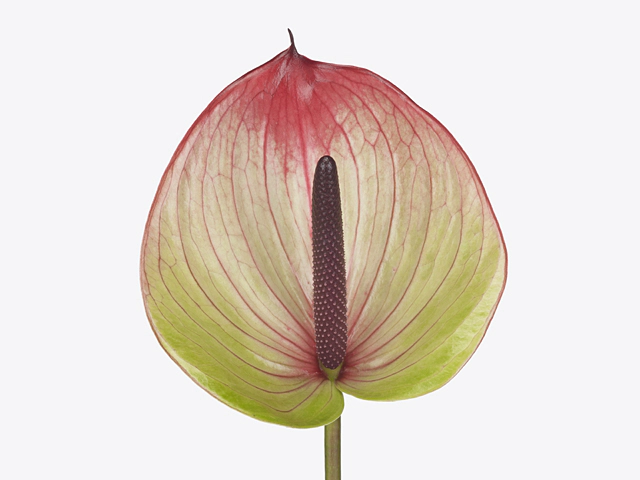 Anthurium (Andreanum Grp) Fortezza