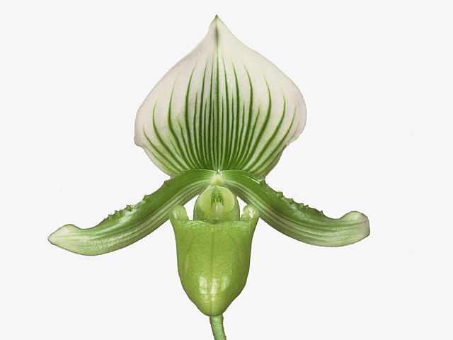 Paphiopedilum x maudiae