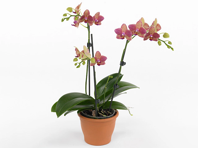 Phalaenopsis Multifloratypes Floriclone Lullaby