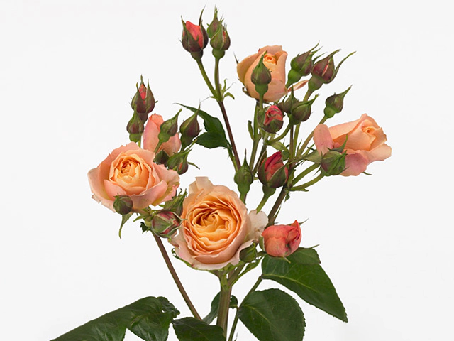 Роза спрей "Spicy Antike Freelander"