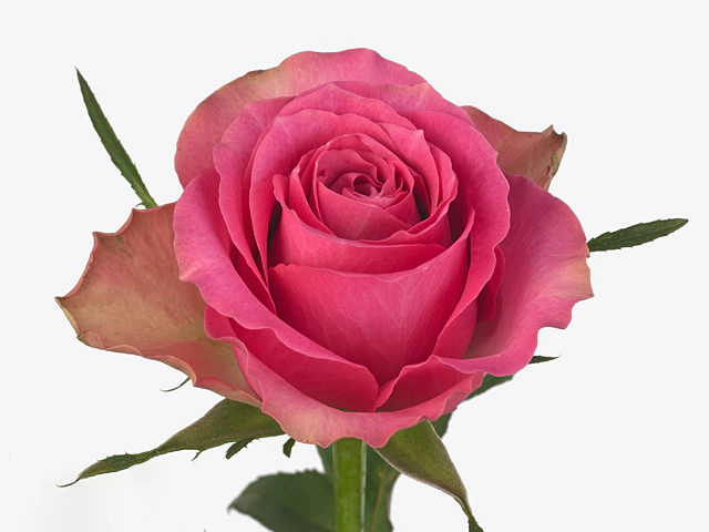 Роза крупноцветковая "Shiary"