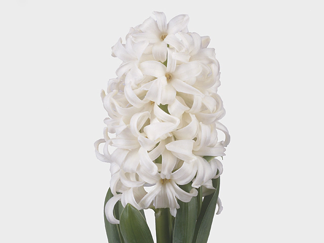 Hyacinthus orientalis 'White Pearl'