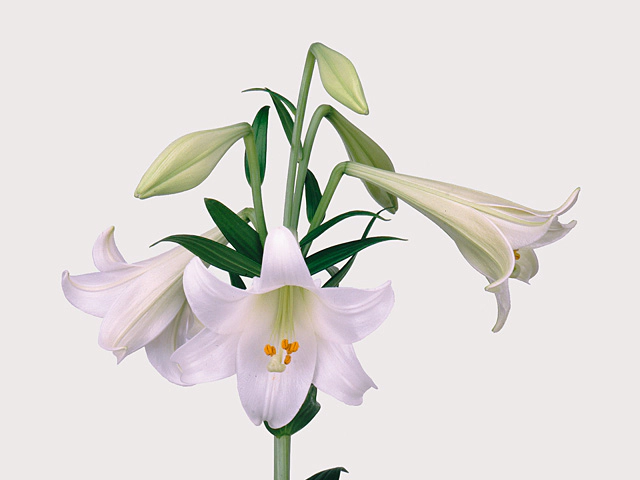 Lilium longiflorum (Longiflorum Grp) 'White Fox'