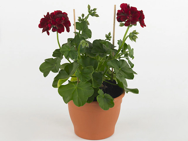 Pelargonium (Peltatum Grp) Toscana Sil Nora