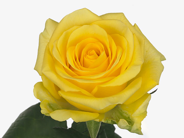 Rosa large flowered Yello King