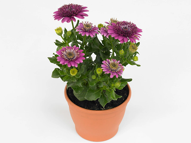 Остеоспермум "FlowerPower Double Purple"
